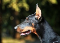 Doberman profile 이미지 (174751638) - 게티이미지뱅크 Doberman profile