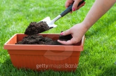 Gardening 이미지 (167394137) - 게티이미지뱅크 Gardening