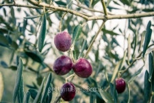 Tuscan Olive Branch 이미지 (452049969) - 게티이미지뱅크 Tuscan Olive Branch