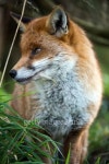 Fox 이미지 (167609794) - 게티이미지뱅크 Fox