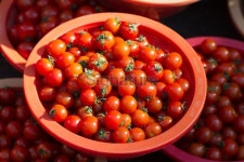 Cherry Tomatoes in Plastic Bowls 이미지 (178875692) - 게티이미지뱅크 Cherry Tomatoes in Plastic Bowls