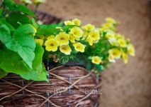 Spring flower basket 이미지 (178562260) - 게티이미지뱅크 Spring flower basket