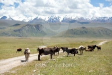 Group of cows pasturing at the road, Kirgizia 이미지 (455071271) - 게티이미지뱅크 Group of cows pasturing at the road, Kirgizia