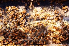 honey cells and working bees 이미지 (181605994) - 게티이미지뱅크 honey cells and working bees