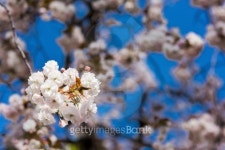 cherry blossoms 이미지 (476391201) - 게티이미지뱅크 cherry blossoms