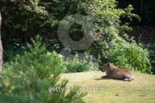 Capybara 이미지 (179229389) - 게티이미지뱅크 Capybara