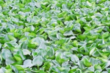 Green water hyacinth 이미지 (175011421) - 게티이미지뱅크 Green water hyacinth