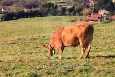 huge brown cows grazing in the Meadow 이미지 (462108769) - 게티이미지뱅크 huge brown cows grazing in the Meadow