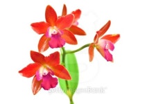 Red orchid 이미지 (179018368) - 게티이미지뱅크 Red orchid