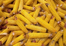 Yellow Corn 이미지 (164150246) - 게티이미지뱅크 Yellow Corn