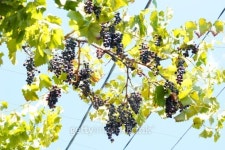 grape in the vinyard 이미지 (177083748) - 게티이미지뱅크 grape in the vinyard