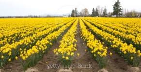 Yellow Daffodil Field 이미지 (162704802) - 게티이미지뱅크 Yellow Daffodil Field