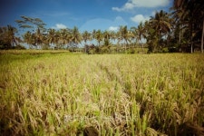 Rice Fields in Bali 이미지 (177804014) - 게티이미지뱅크 Rice Fields in Bali