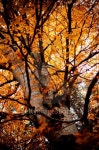 Autumn Tree 이미지 (187216582) - 게티이미지뱅크 Autumn Tree
