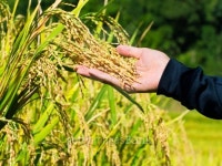 Rice ears in the hand examine before harvest 이미지 (457216771) - 게티이미지뱅크 Rice ears in the hand examine before harvest