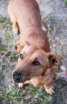 Dachshund dog 이미지 (178593283) - 게티이미지뱅크 Dachshund dog
