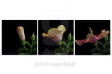 Pink Chinese Bloom 이미지 (183325238) - 게티이미지뱅크 Pink Chinese Bloom