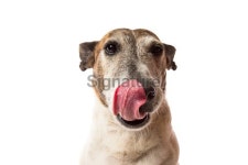 Licking Dog 이미지 (180707860) - 게티이미지뱅크 Licking Dog