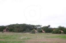 Masai Giraffe (Giraffa camelopardalis tippelskirchi), Serengeti, Tanzania, Africa 이미지 (460578095) - 게티이미지뱅크 Masai... 