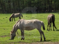 horse 37 이미지 (178879824) - 게티이미지뱅크 horse 37