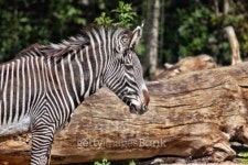 Zebra 이미지 (186206461) - 게티이미지뱅크 Zebra