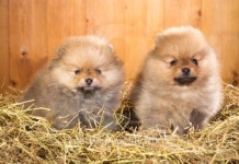 Two pomeranian puppy on a straw 이미지 (178105468) - 게티이미지뱅크 Two pomeranian puppy on a straw
