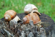 Big snails 이미지 (453613861) - 게티이미지뱅크 Big snails