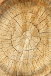 grunge wooden texture used as background. 이미지 (185713426) - 게티이미지뱅크 grunge wooden texture used as background.