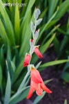 Pink gladiolus flower 이미지 (175772792) - 게티이미지뱅크 Pink gladiolus flower