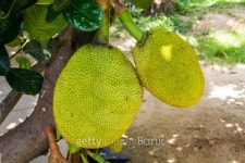 Jackfruit on the tree 이미지 (186110535) - 게티이미지뱅크 Jackfruit on the tree