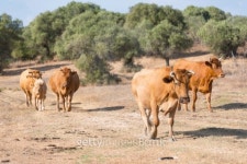 Spanish Herd 이미지 (457772995) - 게티이미지뱅크 Spanish Herd