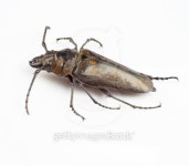 Trictenotomidae 이미지 (178453573) - 게티이미지뱅크 Trictenotomidae