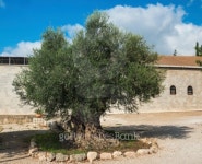 2000-old olive tree in Bet Jimal, Israel 이미지 (453841517) - 게티이미지뱅크 2000-old olive tree in Bet Jimal, Israel