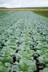 green cabbage plant field outdoor in summer 이미지 (187475097) - 게티이미지뱅크 green cabbage plant field outdoor in summer