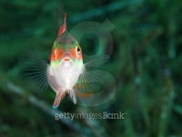 Rainbow wrasse, Meerjunker (Coris julis) 이미지 (186439949) - 게티이미지뱅크 Rainbow wrasse, Meerjunker (Coris julis)