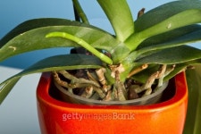 new stem growing from plant orchid phalaenopsis in orange pot 이미지 (459310031) - 게티이미지뱅크 new stem growing from... 