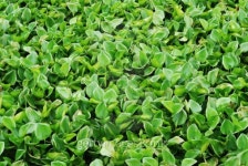 Water hyacinth 이미지 (176551264) - 게티이미지뱅크 Water hyacinth