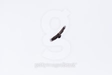 griffon vulture 이미지 (178146472) - 게티이미지뱅크 griffon vulture