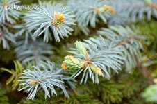 young branches of spruce 이미지 (179097346) - 게티이미지뱅크 young branches of spruce