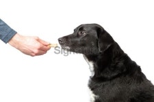 Giving a dog bone to the pooch 이미지 (172398931) - 게티이미지뱅크 Giving a dog bone to the pooch
