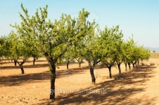 Almond plantation trees 이미지 (178018852) - 게티이미지뱅크 Almond plantation trees