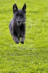 Running Dog at Sports 이미지 (178438044) - 게티이미지뱅크 Running Dog at Sports