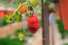 Strawberries 이미지 (177761877) - 게티이미지뱅크 Strawberries