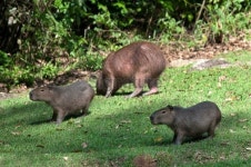 Capybara 이미지 (181849555) - 게티이미지뱅크 Capybara