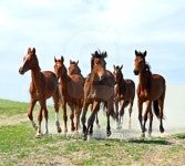 Horse 이미지 (179107544) - 게티이미지뱅크 Horse