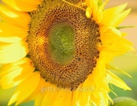 Sunflower power 이미지 (462362237) - 게티이미지뱅크 Sunflower power