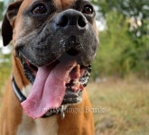 up close of panting boxer 이미지 (453383197) - 게티이미지뱅크 up close of panting boxer