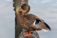 Gadwall 이미지 (179729567) - 게티이미지뱅크 Gadwall