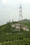 Tower in Tea Garden 이미지 (178069460) - 게티이미지뱅크 Tower in Tea Garden