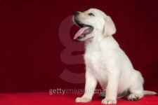 Puppy Labrador Retriever . 이미지 (454029541) - 게티이미지뱅크 Puppy Labrador Retriever .